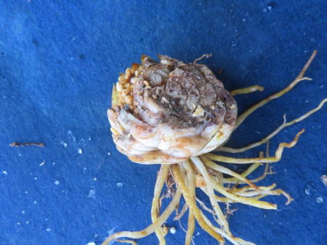 山野草　④　山百合　ヤマユリ　通常花　画像の球根全部の出品　　第四種３４２円発送_画像4