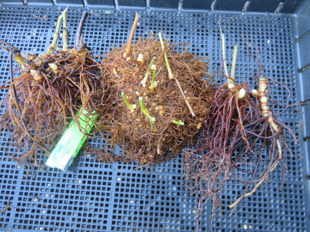 山野草 ① 蓮華升麻（レンゲショウマ） 画像の苗全部の出品  第四種５５０円発送の画像1