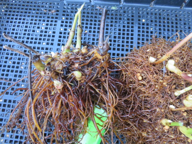 山野草 ① 蓮華升麻（レンゲショウマ） 画像の苗全部の出品  第四種５５０円発送の画像2