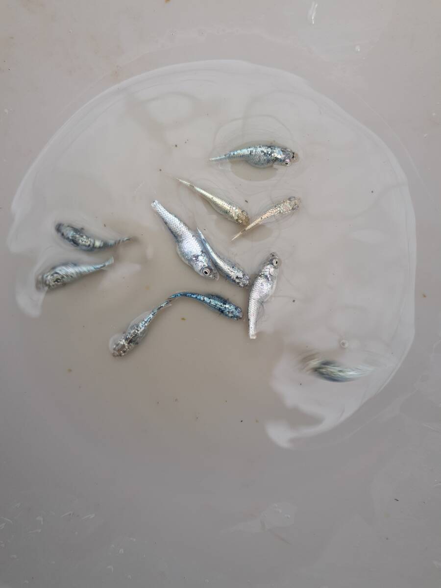 メダカ　０２　めだか　　レックウザ　　画像のメダカ全部の出品　　現物出品_画像3