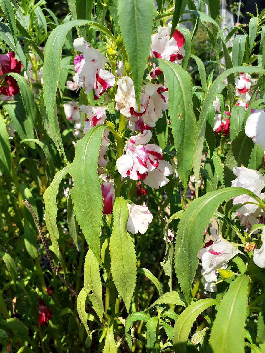 山野草　A　種子　絞り咲き　鳳仙花（ホウセンカ）　出現(xiàn)率７０～８０％　畫像の種子全部の出品　第四種７３円発送