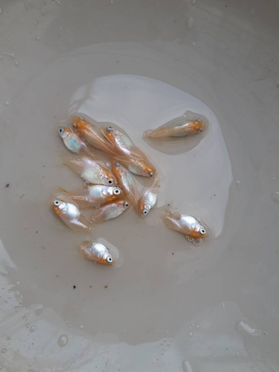 メダカ　０８ 　めだか　　蕾姫（ツボミ、半ダルマ×ツボミ、ダルマ）　固定率ほぼ１００％　　画像のメダカ全部の出品　　現物出品_画像1