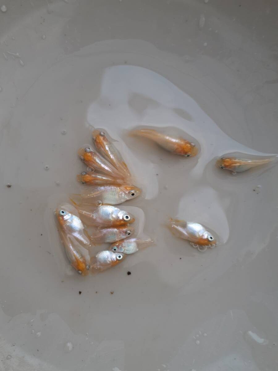 メダカ　０８ 　めだか　　蕾姫（ツボミ、半ダルマ×ツボミ、ダルマ）　固定率ほぼ１００％　　画像のメダカ全部の出品　　現物出品_画像2