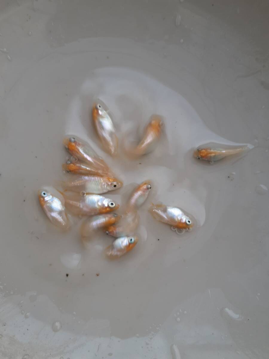 メダカ　０８ 　めだか　　蕾姫（ツボミ、半ダルマ×ツボミ、ダルマ）　固定率ほぼ１００％　　画像のメダカ全部の出品　　現物出品_画像3