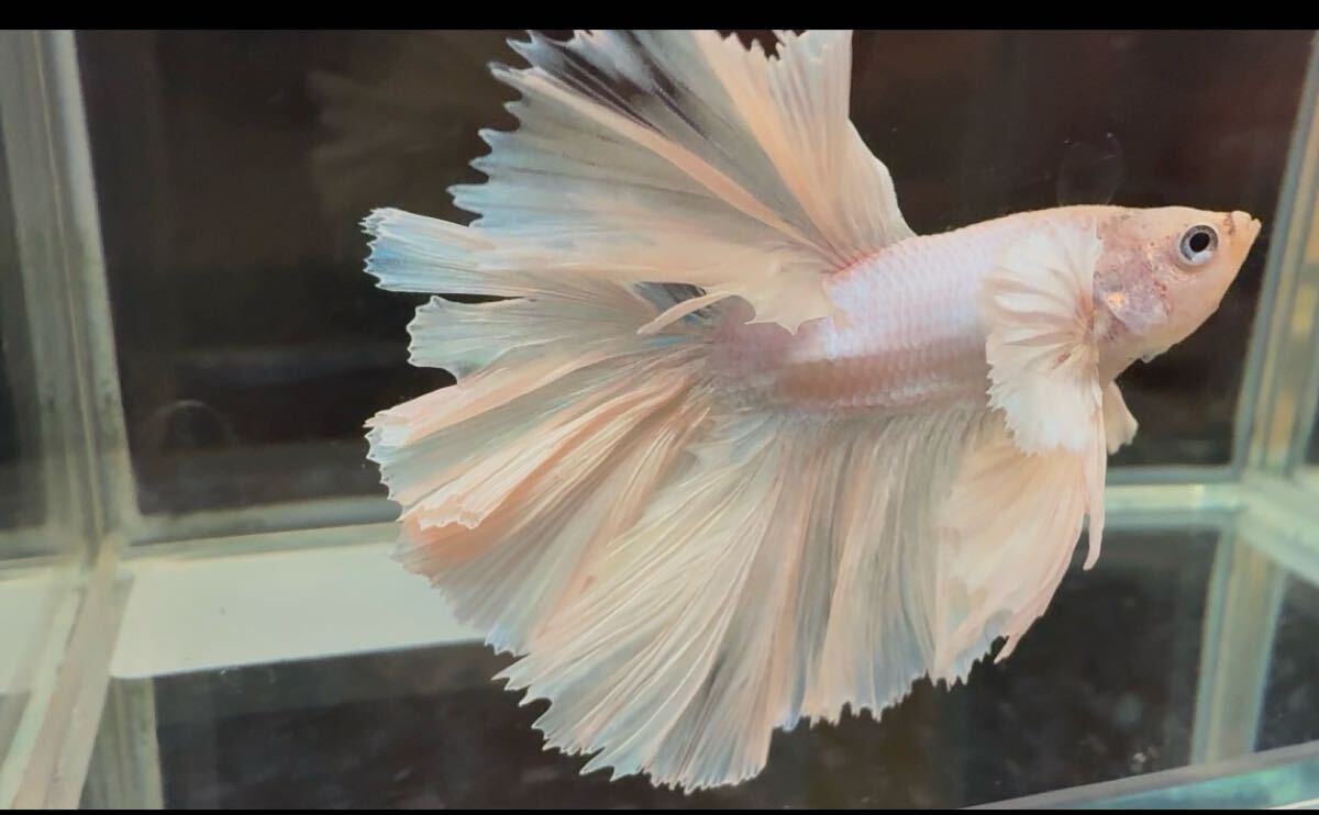 ベタ ダンボキングローズテール オス 尾鰭ヒレ欠けあり 自家繁殖 幼魚 タイム便可_画像8