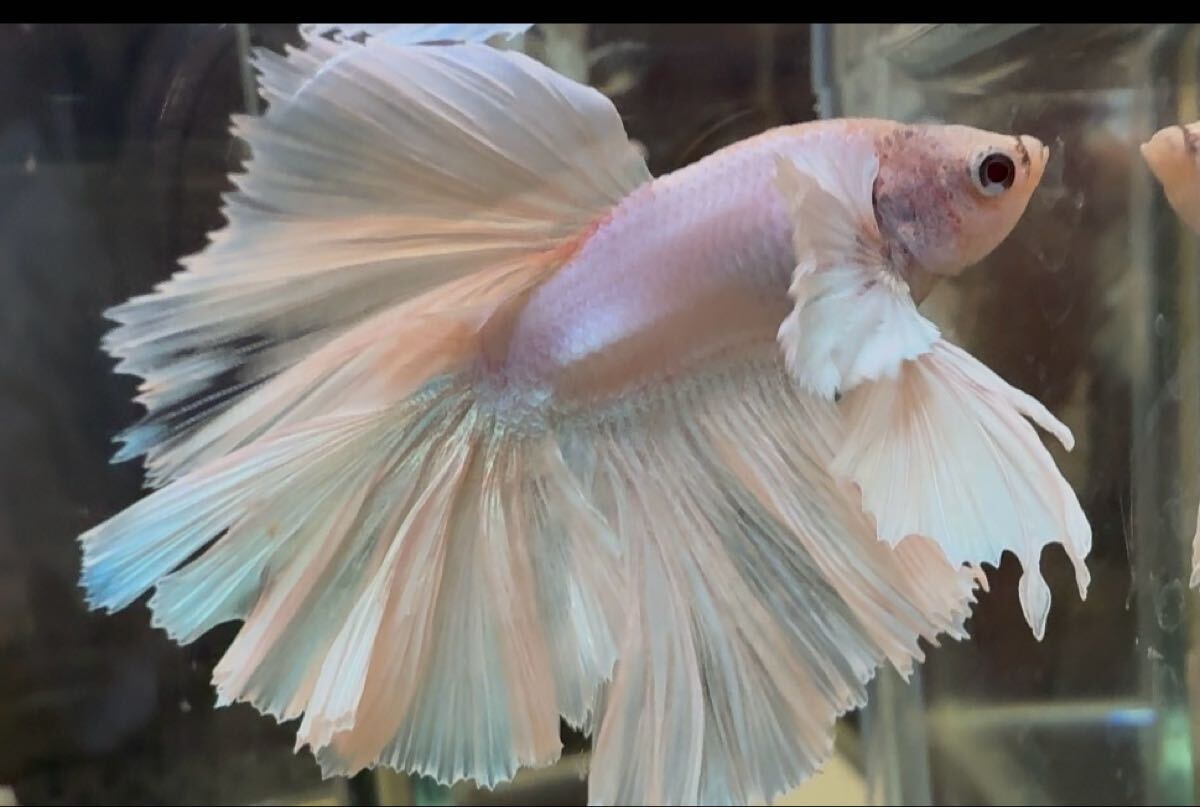 ベタ ダンボキングローズテール オス 尾鰭ヒレ欠けあり 自家繁殖 幼魚 タイム便可_画像2