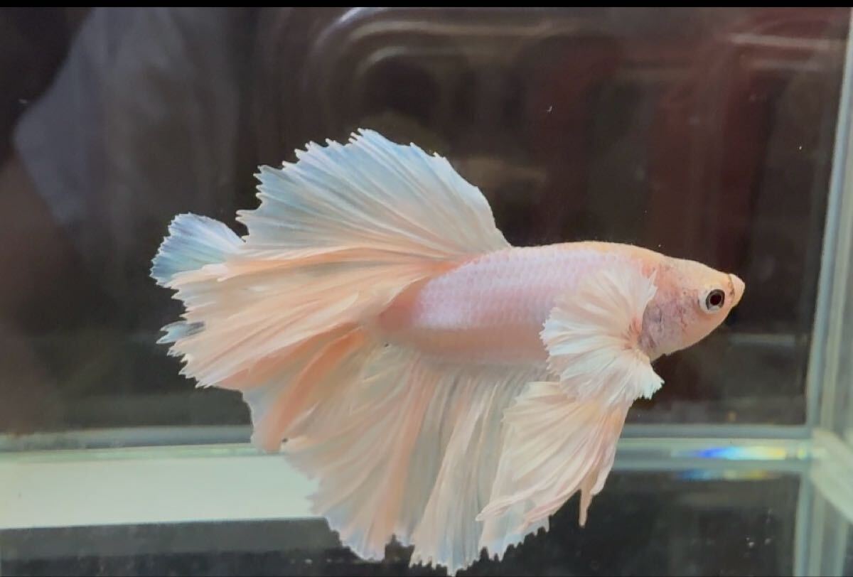 ベタ ダンボキングローズテール オス 尾鰭ヒレ欠けあり 自家繁殖 幼魚 タイム便可_画像6