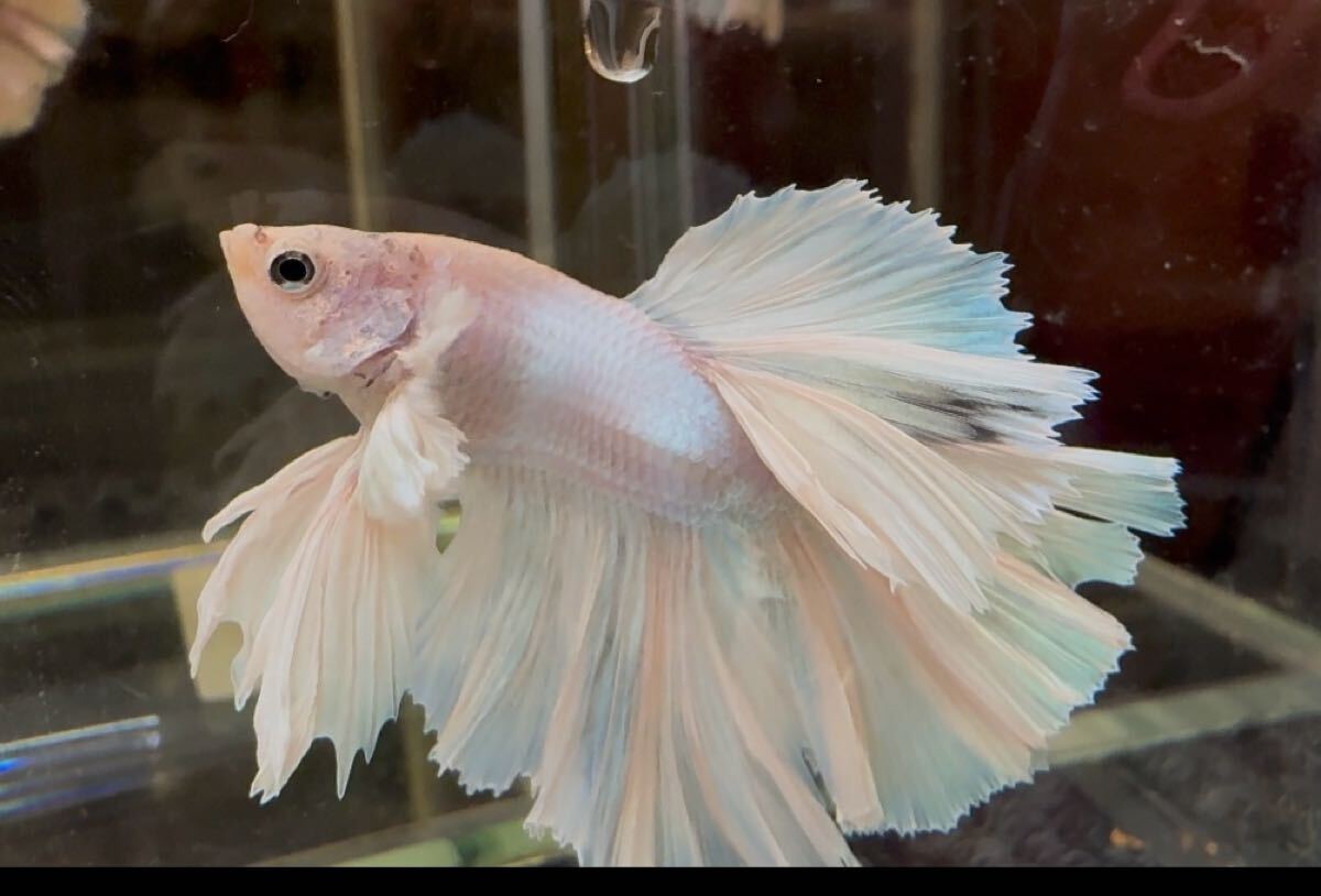 ベタ ダンボキングローズテール オス 尾鰭ヒレ欠けあり 自家繁殖 幼魚 タイム便可_画像1