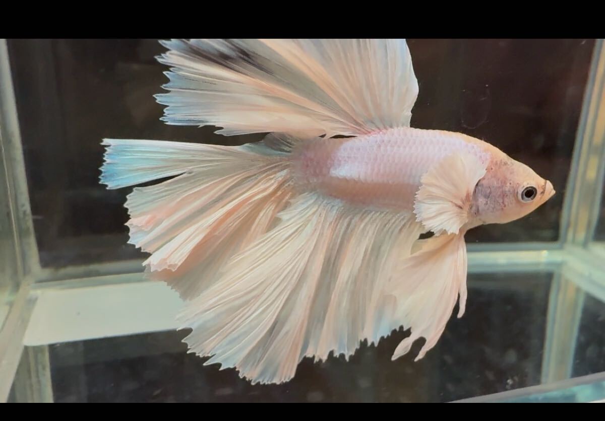 ベタ ダンボキングローズテール オス 尾鰭ヒレ欠けあり 自家繁殖 幼魚 タイム便可_画像3