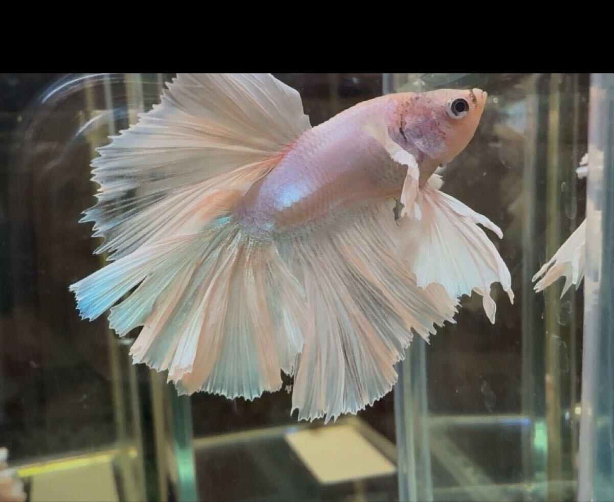 ベタ ダンボキングローズテール オス 尾鰭ヒレ欠けあり 自家繁殖 幼魚 タイム便可_画像4