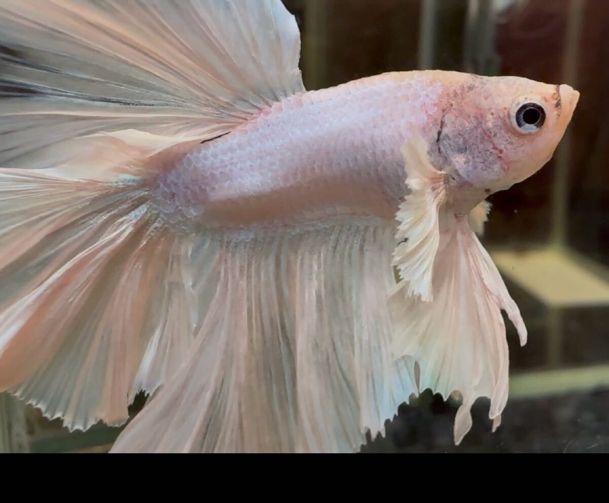 ベタ ダンボキングローズテール オス 尾鰭ヒレ欠けあり 自家繁殖 幼魚 タイム便可_画像5