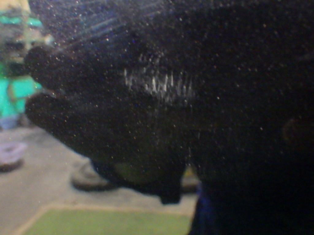 ゴルフ7[AUCJZ]リア右ドア(ロック)レギュレーター LC9X黒_画像4