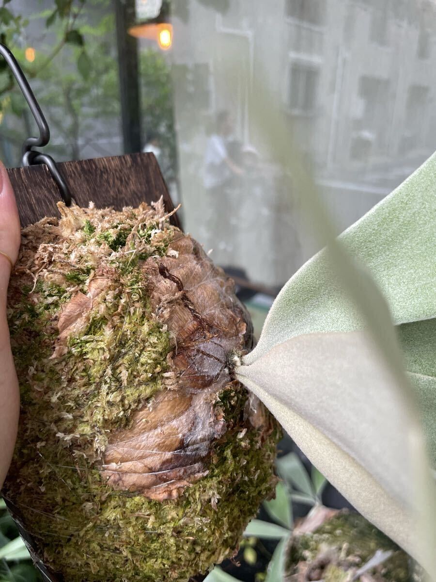 【選抜品】P.Willinckii '月光爪哇' spore/ビカクシダ 🦠P. willinckii 'Bacteria' sporeling🦠 このスポア群はどの