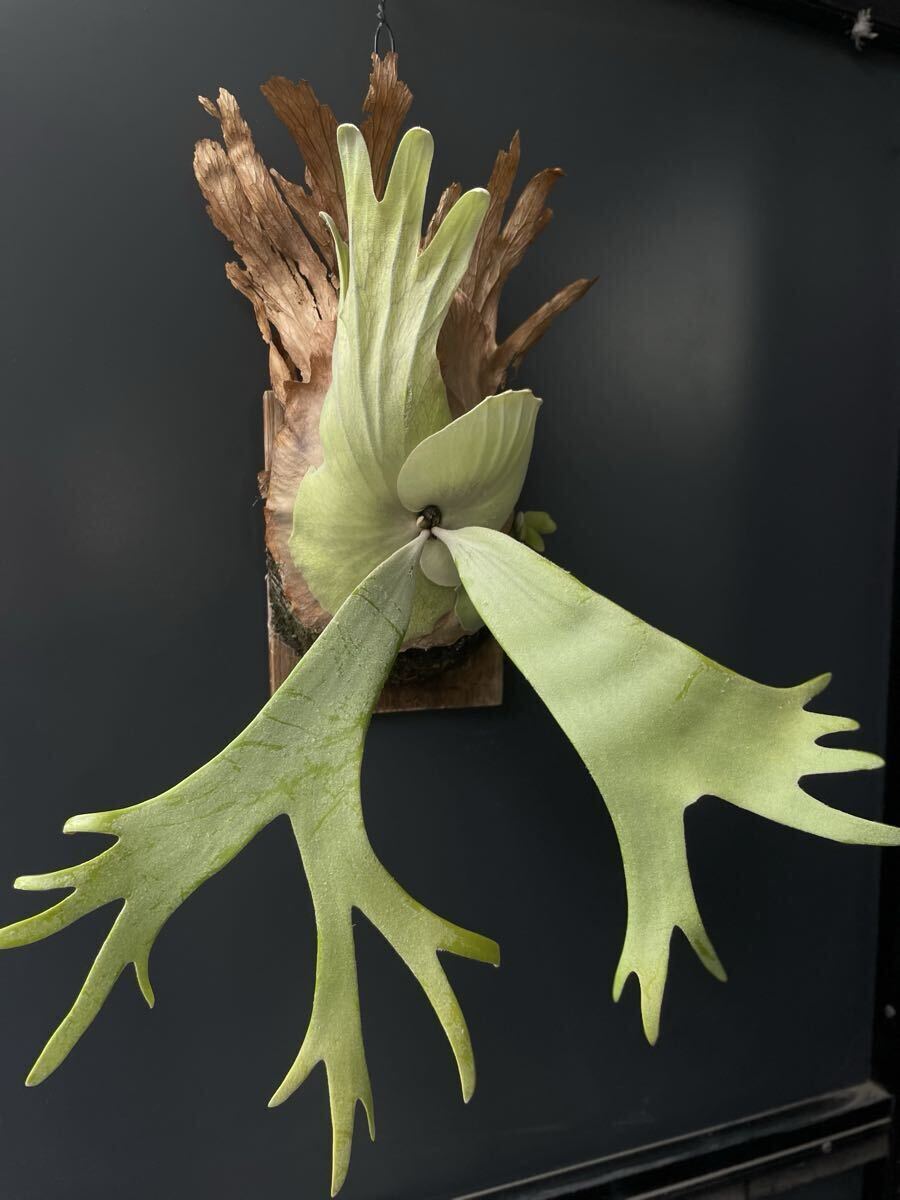 【SHIKI】willinckii Sri Peuak × willinckii Watchara mix spore_画像2