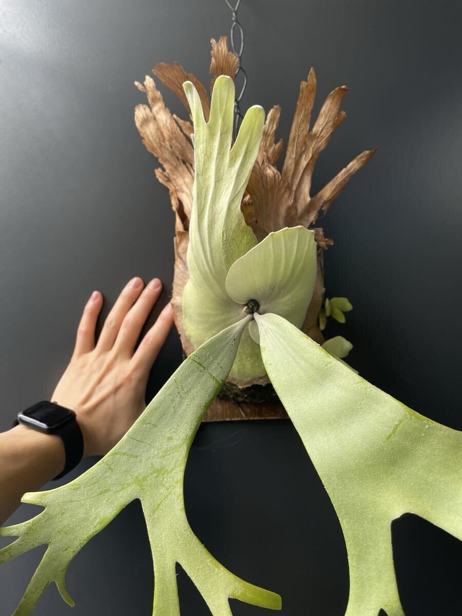 【SHIKI】willinckii Sri Peuak × willinckii Watchara mix spore_画像4