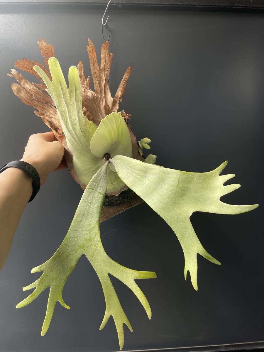 【SHIKI】willinckii Sri Peuak × willinckii Watchara mix spore_画像5