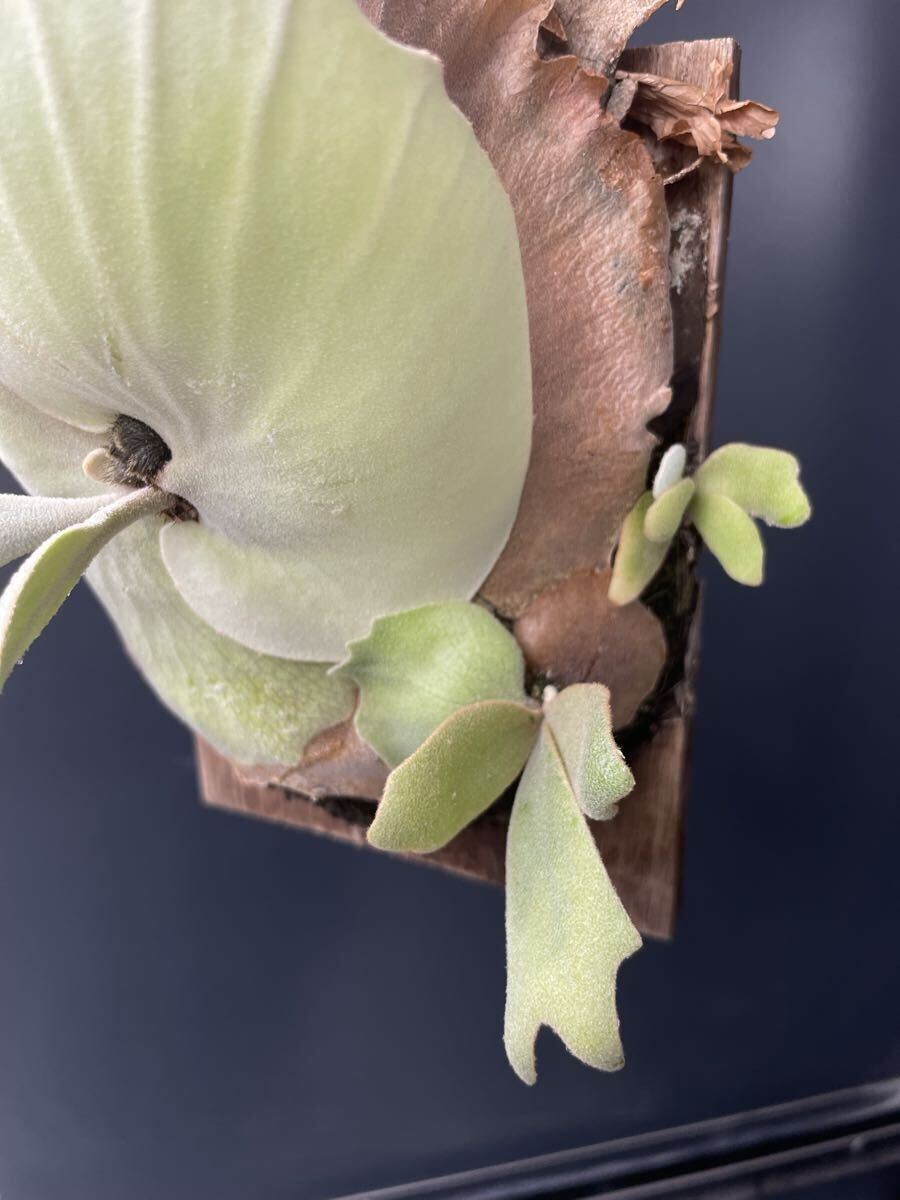 【SHIKI】willinckii Sri Peuak × willinckii Watchara mix spore_画像7