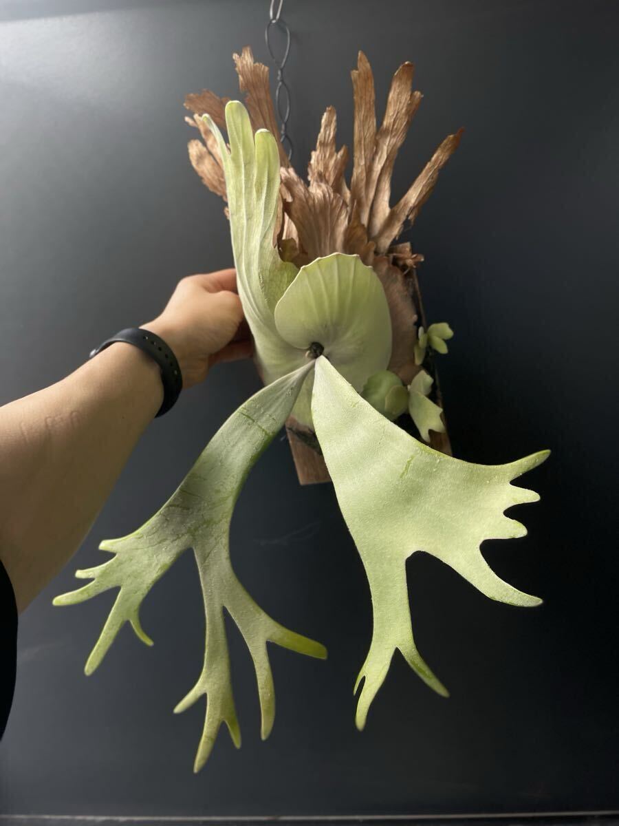 【SHIKI】willinckii Sri Peuak × willinckii Watchara mix spore_画像8