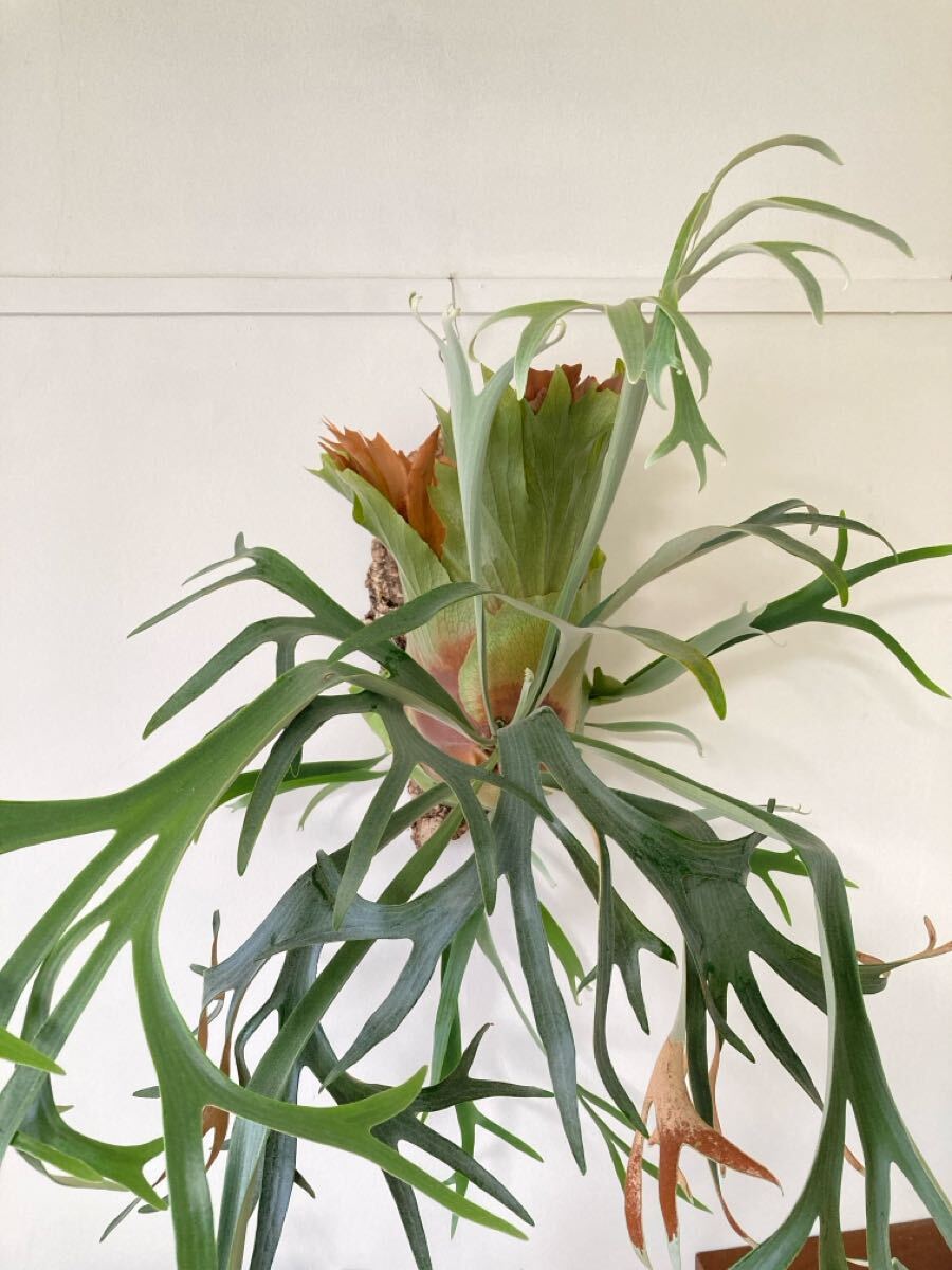 P.Tenten OC 長期養生株　安心サイズ_画像1