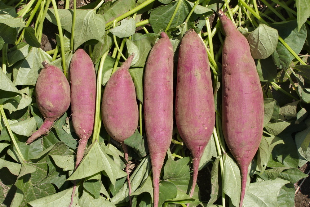 新品種「ひめあずま」箱込み2kg（ベニアズマの後継品種、ホクホク系さつまいも) 天ぷらや大学芋にお薦め！_画像1