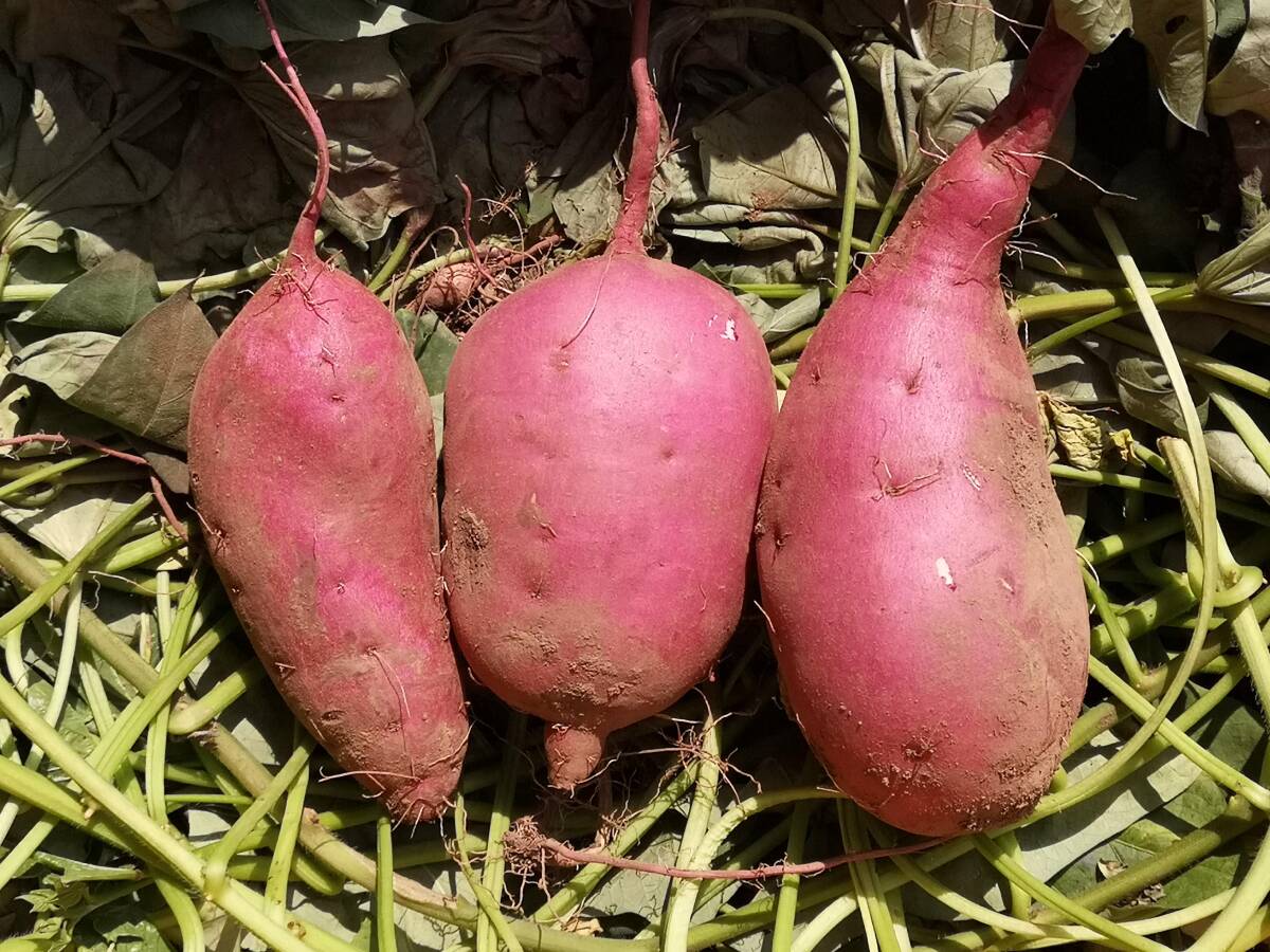 新品種「ひめあずま」箱込み2kg（ベニアズマの後継品種、ホクホク系さつまいも) 天ぷらや大学芋にお薦め！_画像2