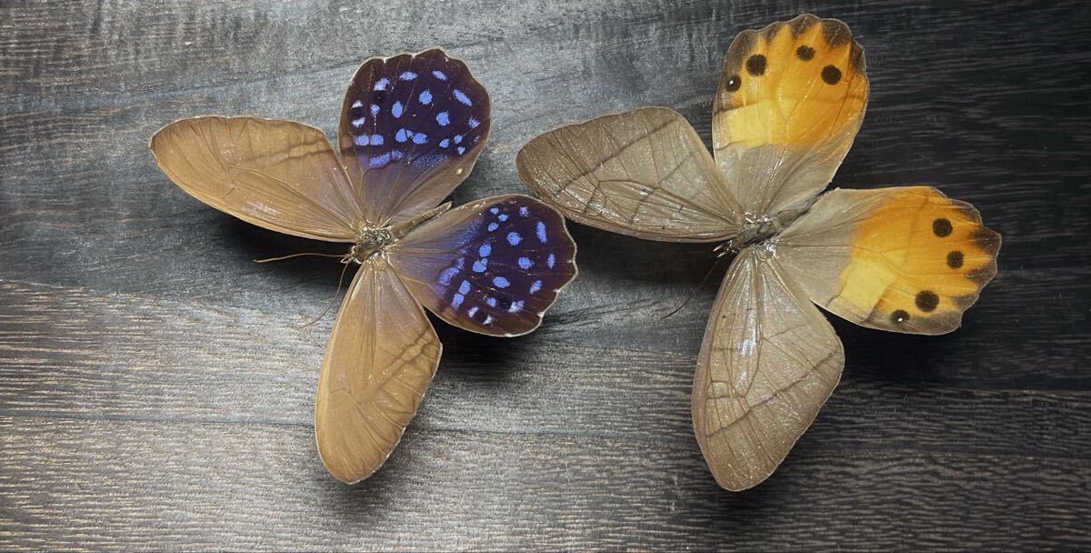 袴モチーフの蝶2種　蝶標本　昆虫