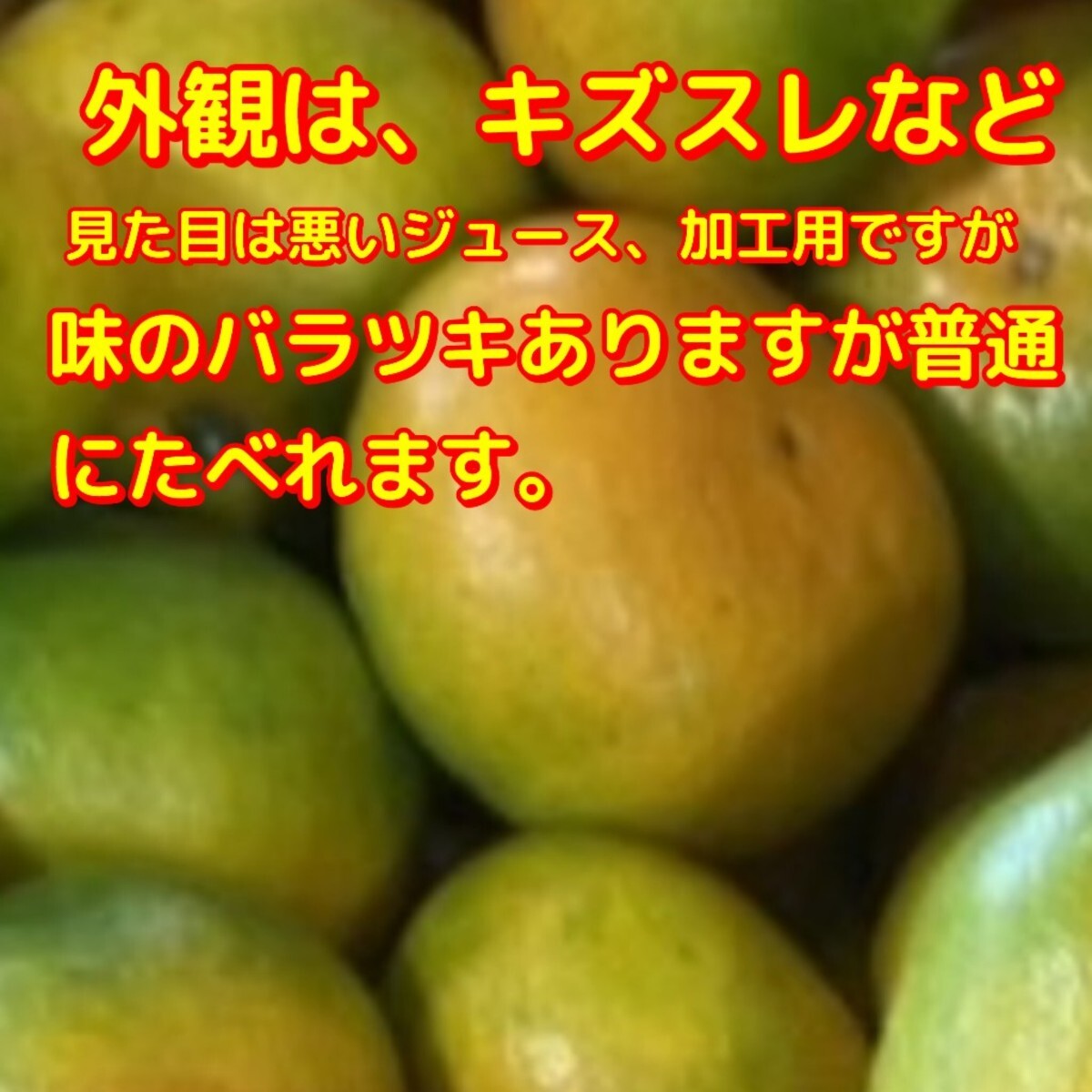 超訳あり　愛媛みかん　10.5キロ　愛媛西宇サイズ不揃い　北海道、沖縄のお_画像4