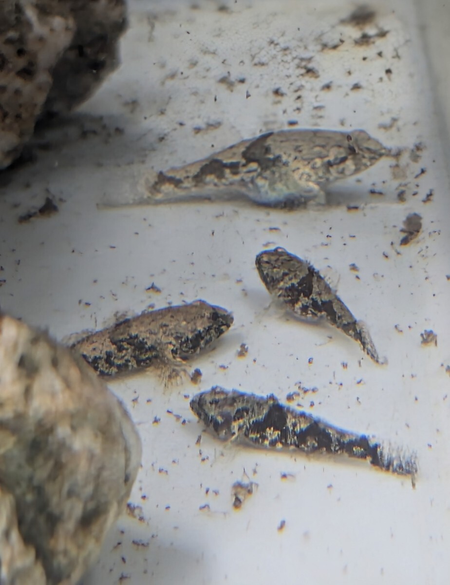 ドンコの幼魚 です_画像1