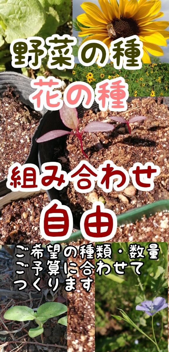Paypayフリマ 春夏秋蒔きおすすめ 令和2年収穫 自然農 自家採取 小松菜 白菜の種 Paypayフリマ 春夏秋蒔きおすすめ 令和2年収穫 自然農 自家採取 小松菜 白菜の種
