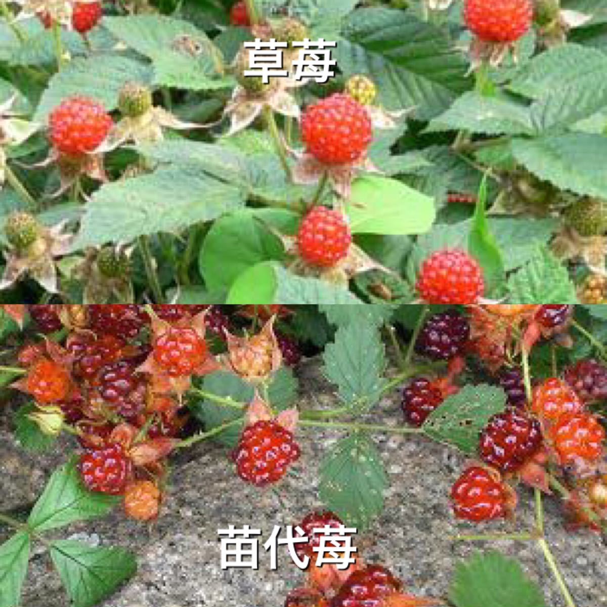 Paypayフリマ 木苺苗2種類6株セット 苗代苺 草苺抜き苗 国産ラズベリー 送料込 Paypayフリマ 木苺苗2種類6株セット 苗代苺 草苺抜き苗 国産ラズベリー 送料込