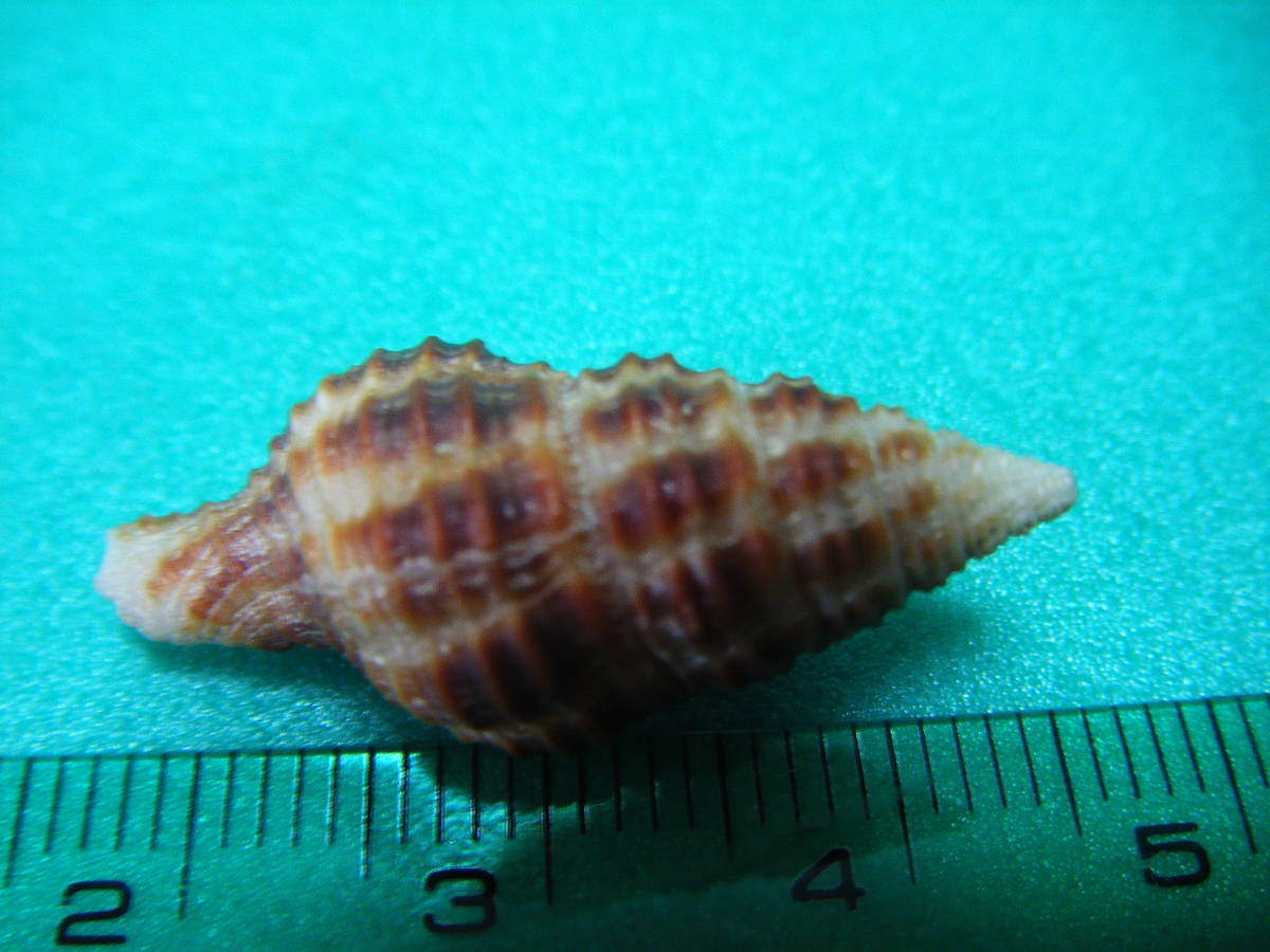 天然採取の貝殻　「ニシキニナガイ」　標本Ｓ１０　超美品　_画像1