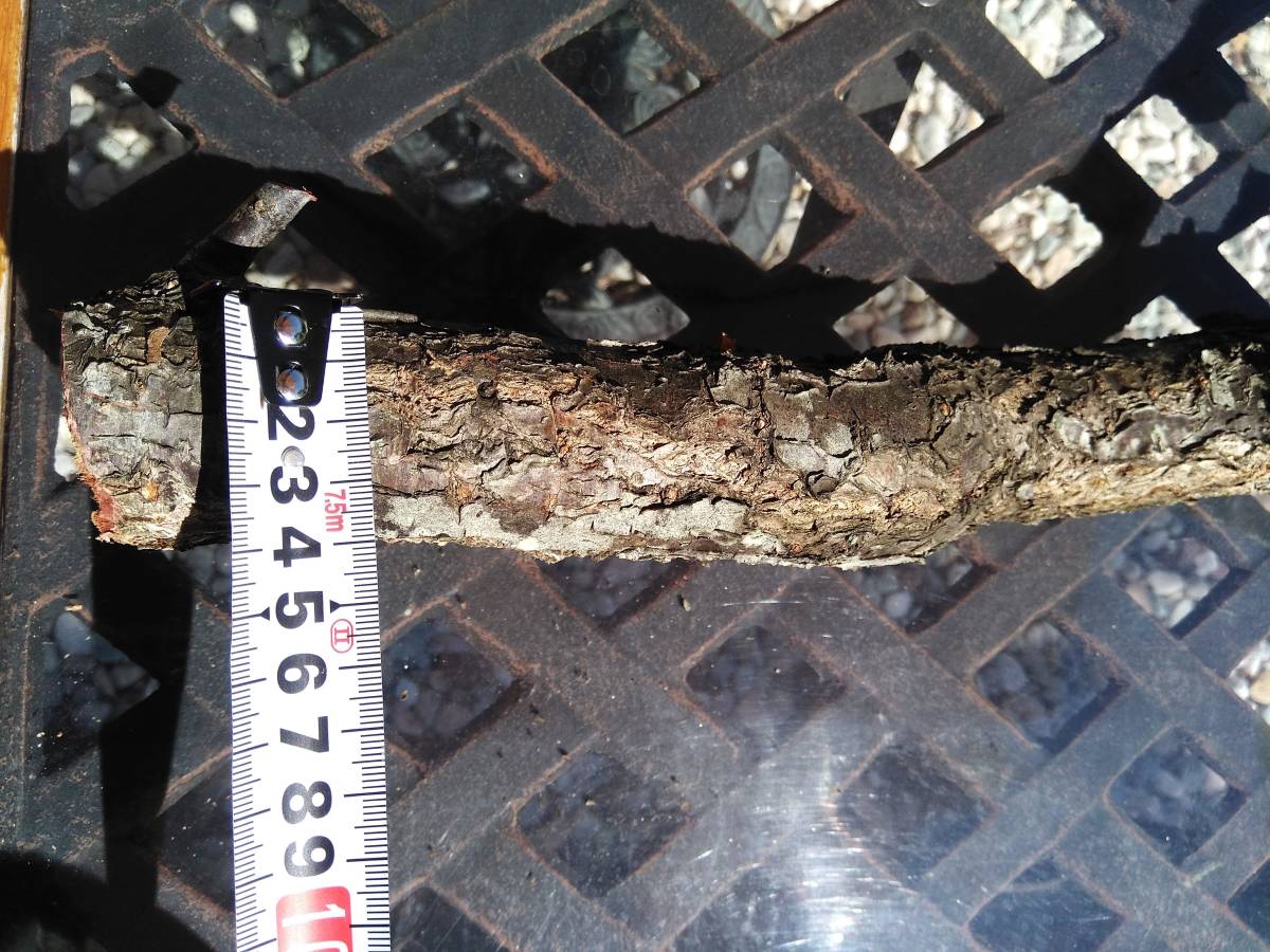 最終値下げ！ DIY 紅梅枝材天然木原木長さ約65cm 枝太さ約4cm－日本