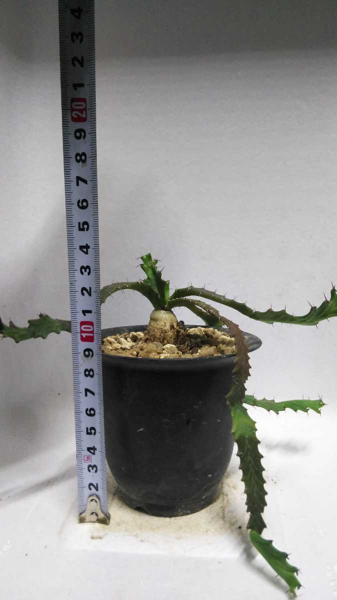ヤフオク 塊根植物 ユーフォルビア Euphorbia Stellata 飛 ヤフオク 塊根植物 ユーフォルビア Euphorbia Stellata 飛