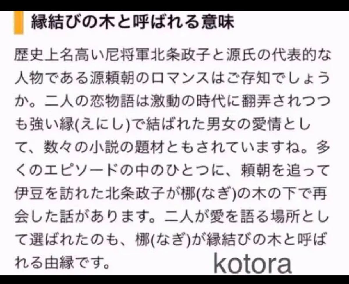 神が宿る木 ナギ 梛の木 縁結び お守りにも　抜き苗