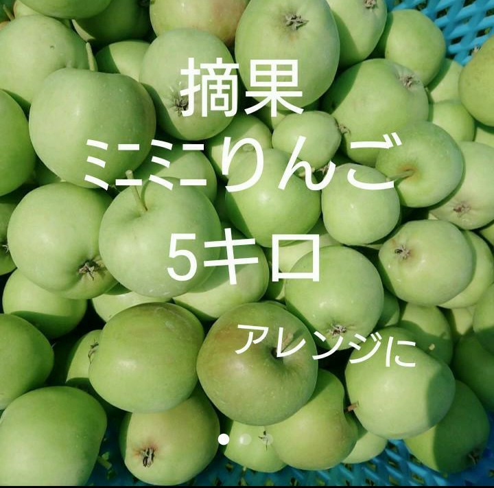 秋映　摘果りんご　加工用5キロ