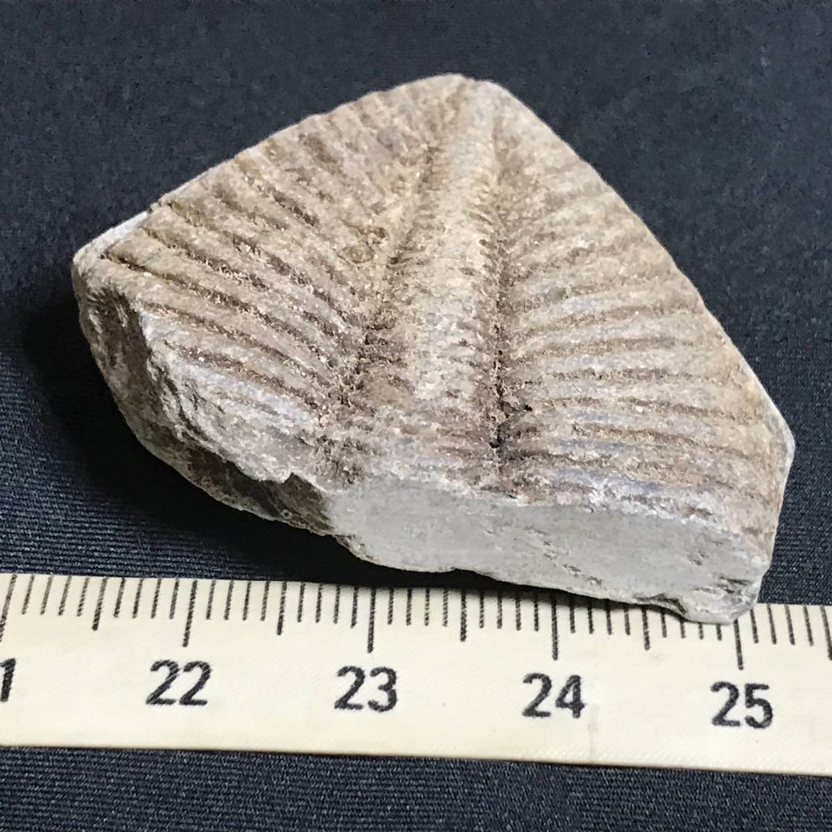 ヤフオク 下半身だけの三葉虫 その1 26g 中国産化石標本 ヤフオク 下半身だけの三葉虫 その1 26g 中国産化石標本