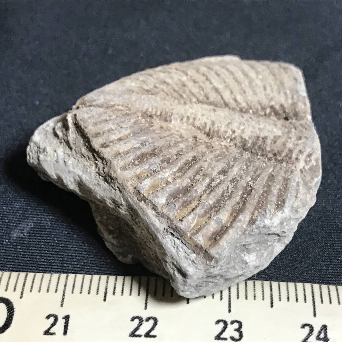 ヤフオク 下半身だけの三葉虫 その1 26g 中国産化石標本 ヤフオク 下半身だけの三葉虫 その1 26g 中国産化石標本