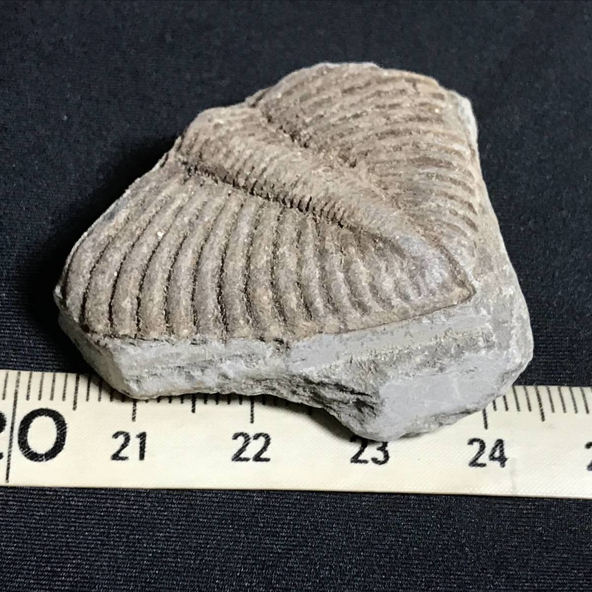 ヤフオク 下半身だけの三葉虫 その1 26g 中国産化石標本 ヤフオク 下半身だけの三葉虫 その1 26g 中国産化石標本