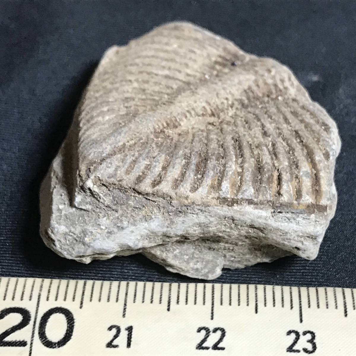 ヤフオク 下半身だけの三葉虫 その1 26g 中国産化石標本 ヤフオク 下半身だけの三葉虫 その1 26g 中国産化石標本