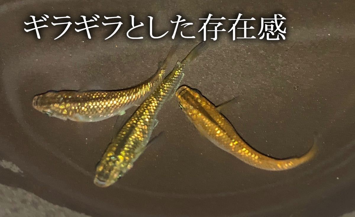 Paypayフリマ 孵化後安心セット 琥珀ラメヒレ長メダカ卵 青水の素 ゾウリムシ種水 Psb種水 Paypayフリマ 孵化後安心セット 琥珀ラメヒレ長メダカ卵 青水の素 ゾウリムシ種水 Psb種水