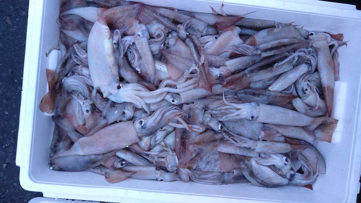 ヤリイカ釣りの値段と価格推移は 78件の売買情報を集計したヤリイカ釣りの価格や価値の推移データを公開 ヤリイカ釣りの値段と価格推移は 78件の売買情報を集計したヤリイカ釣りの価格や価値の推移データを公開