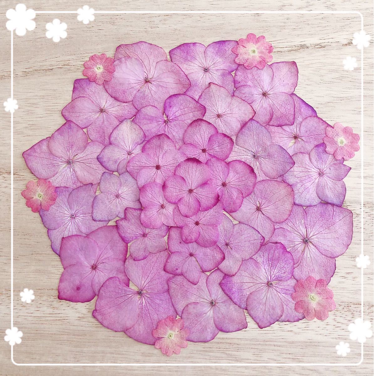 【押し花 素材】ピンクアジサイ11