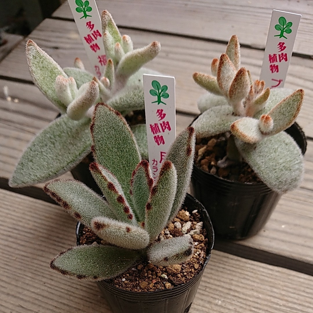 Paypayフリマ 多肉植物 ツキトジ 3種類 根付き Paypayフリマ 多肉植物 ツキトジ 3種類 根付き