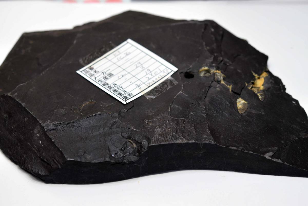 アンモナイトの化石 k3-420 アンモナイトの化石 ドイツで入手 29ｘ19ｘ3ｃｍ 2300ｇ_画像10