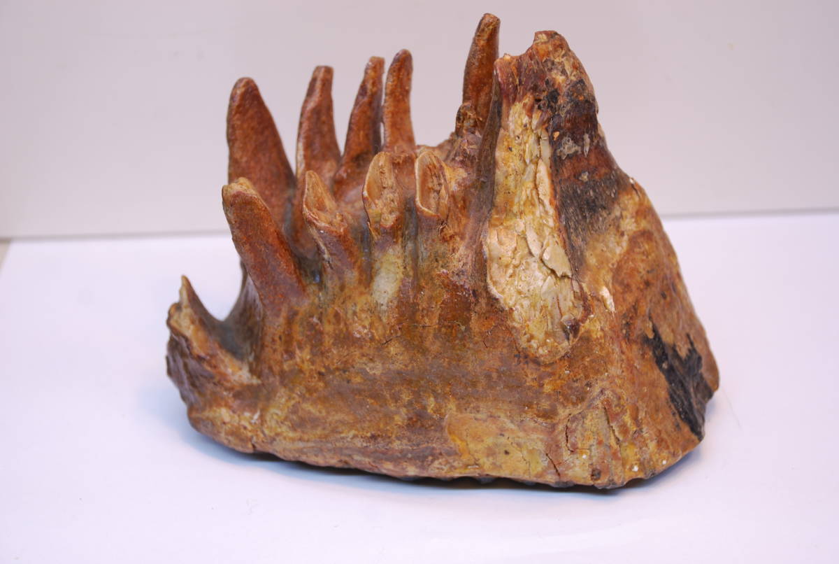 マンモスの歯の化石 ベルギーで入手 産地不明 | spss.com.sa