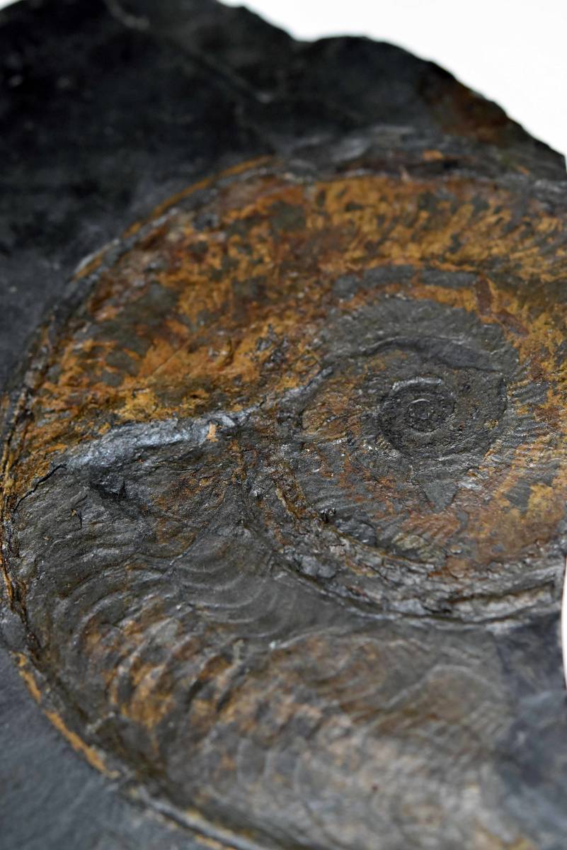 アンモナイトの化石 k3-420 アンモナイトの化石 ドイツで入手 29ｘ19ｘ3ｃｍ 2300ｇ_画像6