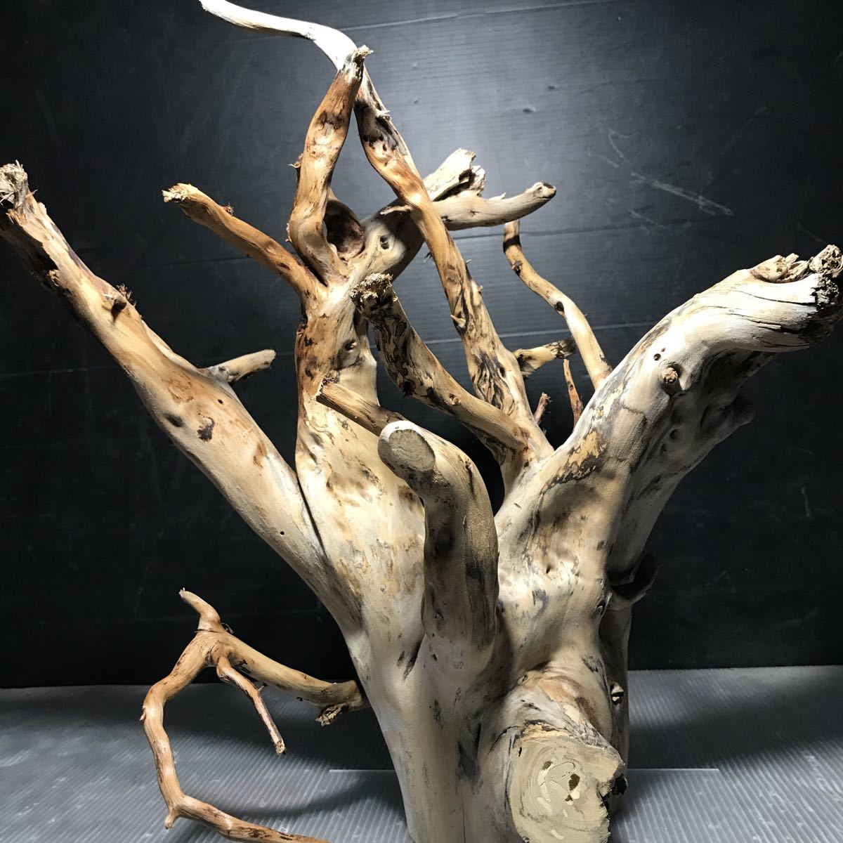 ヤフオク Sea Tree アクリル板施工済みブランチ流木 6流 ヤフオク Sea Tree アクリル板施工済みブランチ流木 6流