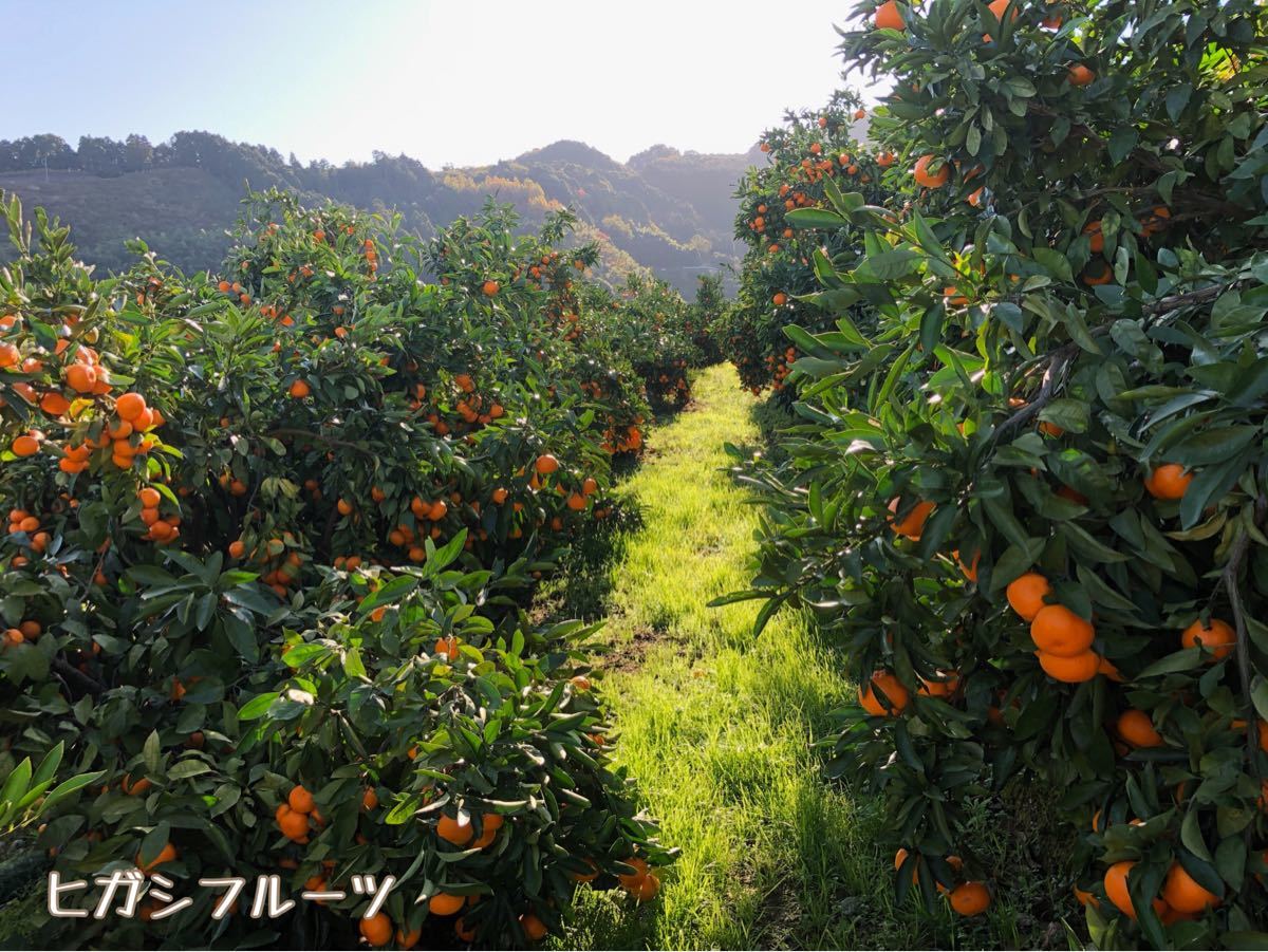 Paypayフリマ 訳あり みかん 9kg No 1 福岡立花産 産地直送 農家直送 Paypayフリマ 訳あり みかん 9kg No 1 福岡立花産 産地直送 農家直送