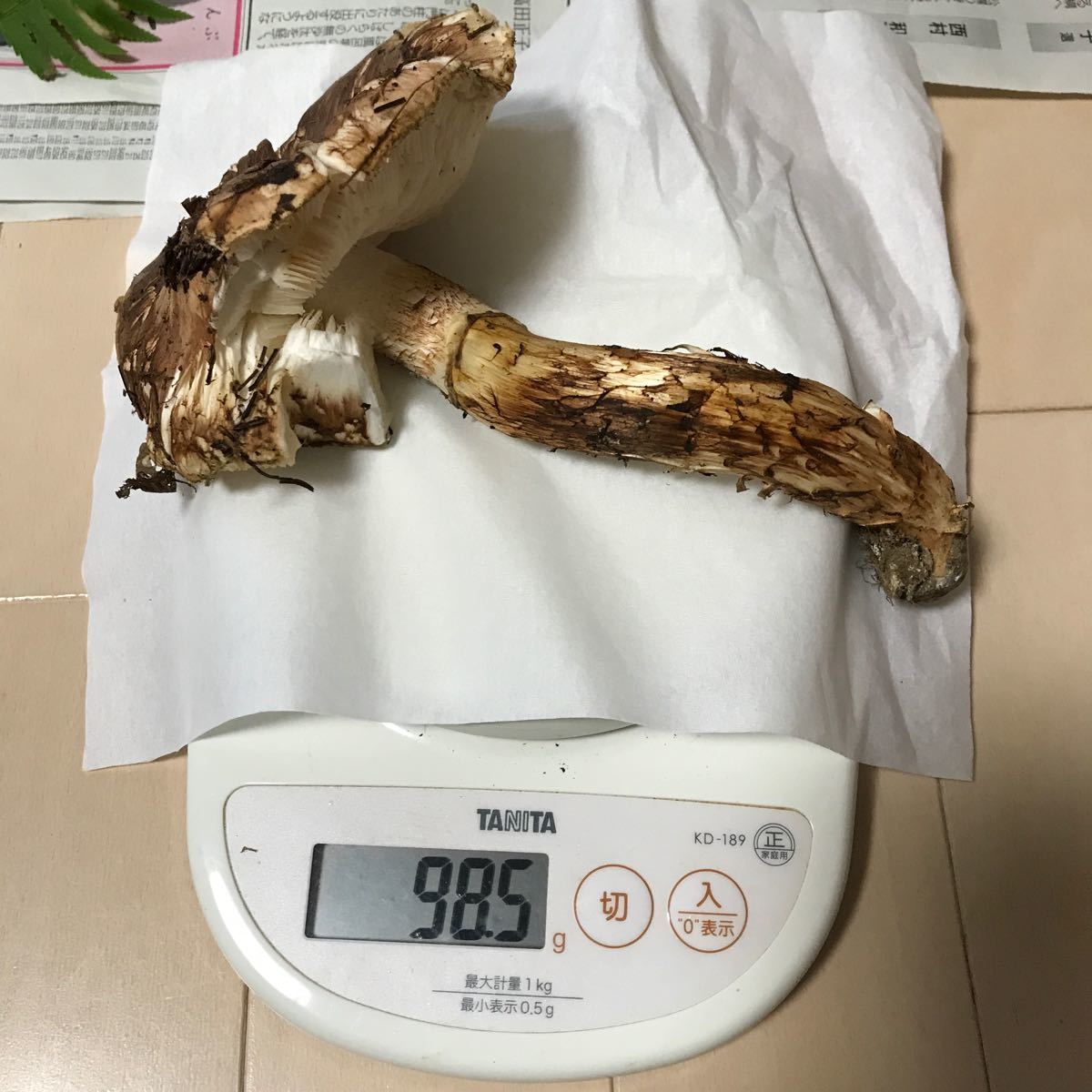 10/17 とりたて 国産松茸 傘開いてます 早いもの勝ち 6500円 10/17 とりたて 国産松茸 傘開いてます 早いもの勝ち 6500円