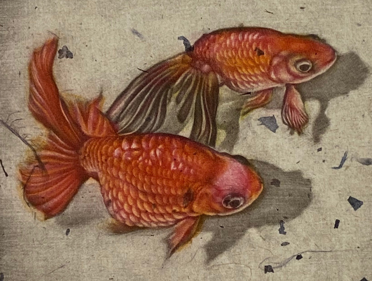  raw rice field ..[ goldfish ] copperplate engraving color mezzo chin to frame fish ....